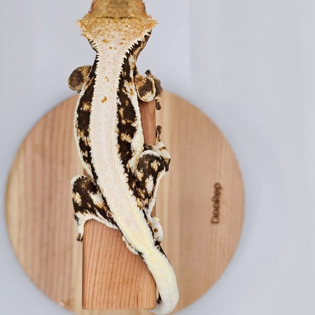 릴리100%헷아잔틱