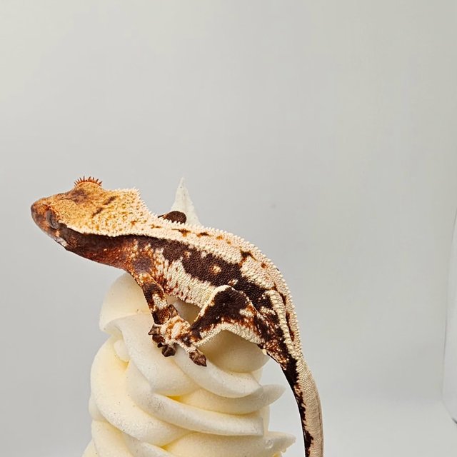 릴리100%헷아잔틱