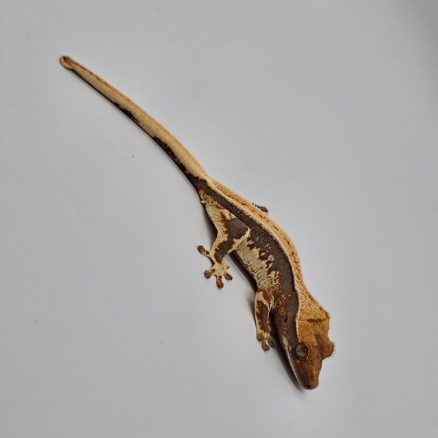 릴리100%헷아잔틱