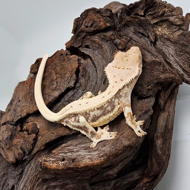 릴리100%헷아잔틱