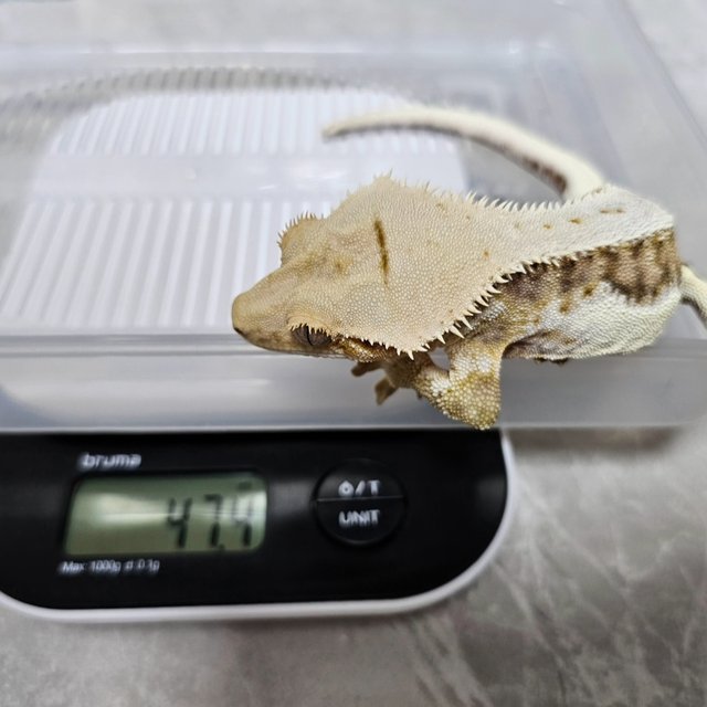 릴리100%헷아잔틱 100%헷아잔틱