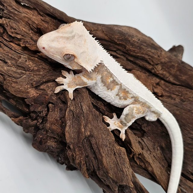 릴리화이트 솔리드백