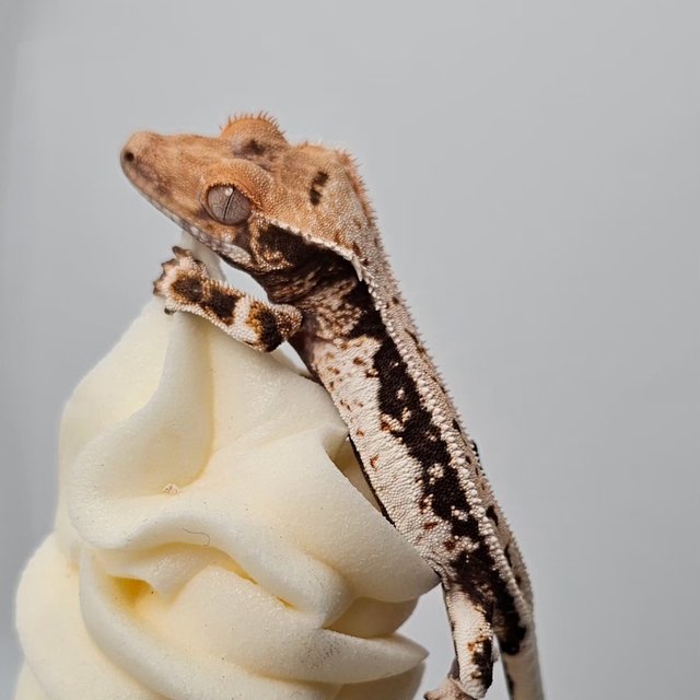 릴리100%헷아잔틱