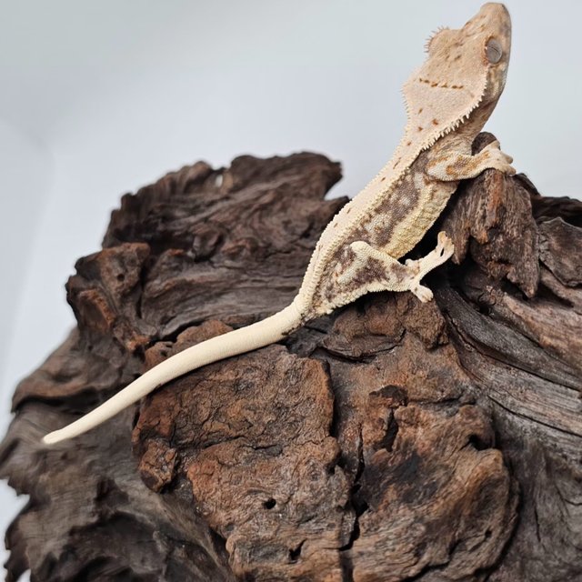 릴리100%헷아잔틱