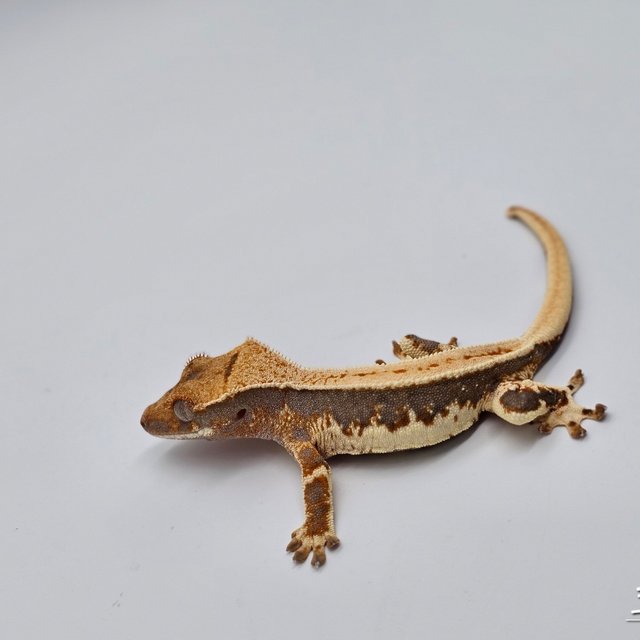 릴리100%헷아잔틱