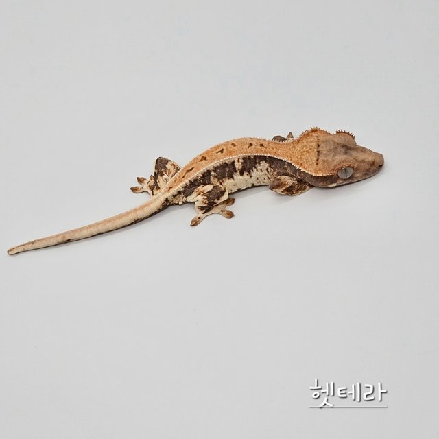 릴리100%헷아잔틱 100%헷아잔틱