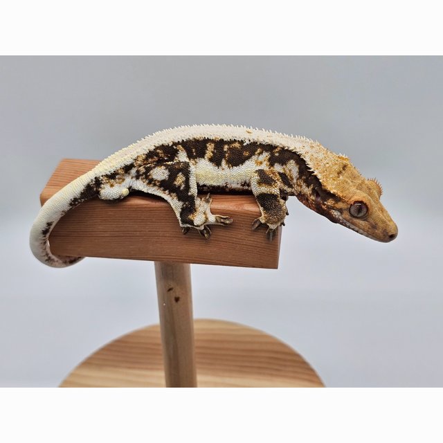 릴리100%헷아잔틱