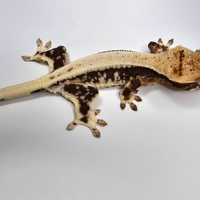 릴리100%헷아잔틱