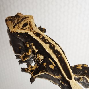 엠티백 풀핀 핀스트라이프