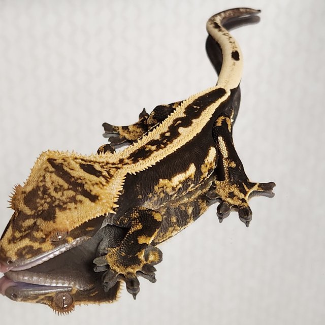 엠티백 풀핀 핀스트라이프