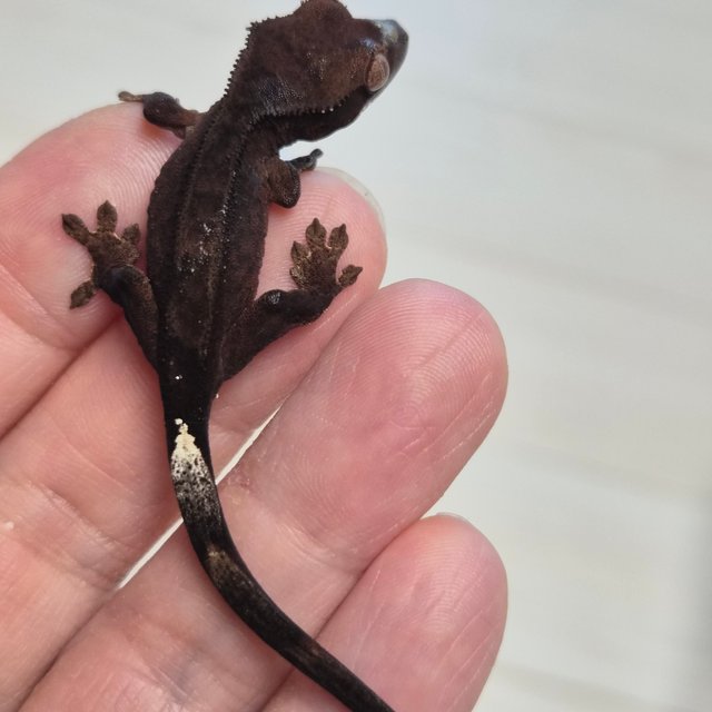 챠콜 팬텀 카푸치노