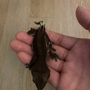 다크 팬텀 릴잔틱