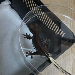 릴잔틱 팬텀