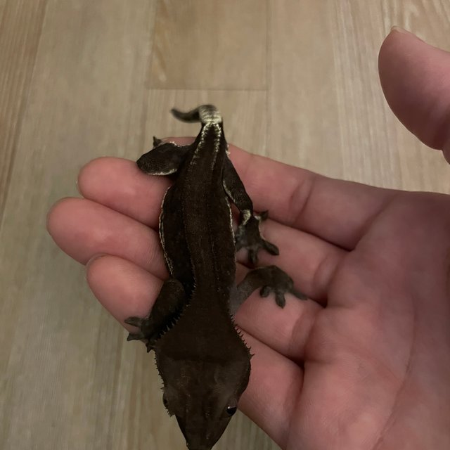 다크 팬텀 릴잔틱