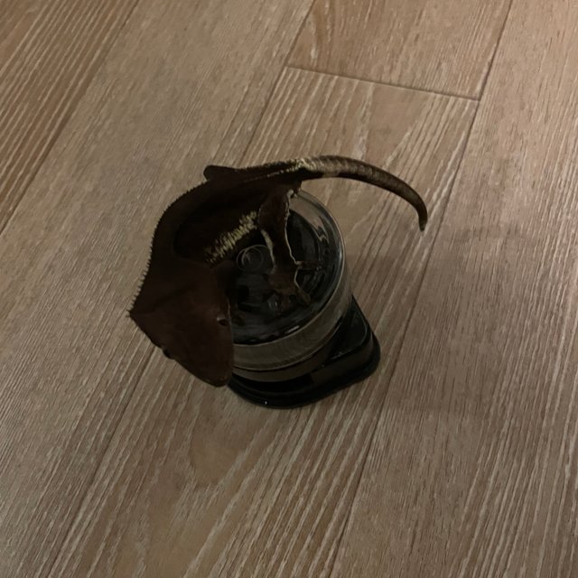 다크 팬텀 릴잔틱