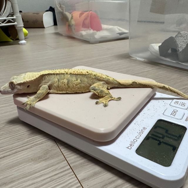 노멀 트라이 익스트림할리퀸