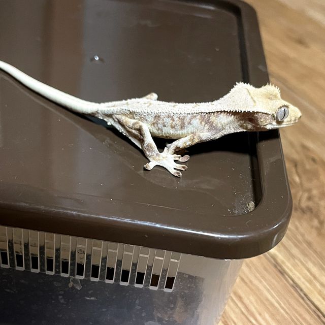 릴리화이트 트라이
