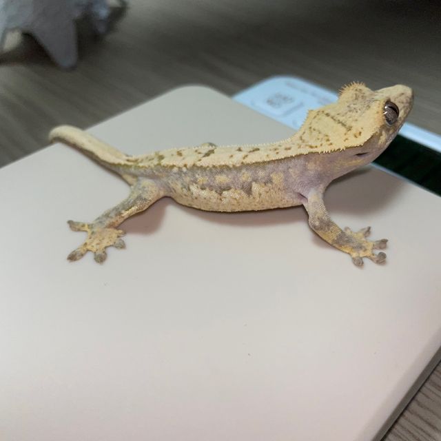 노멀 트라이 익스트림할리퀸