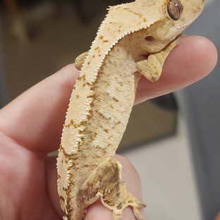 크림 크림시클 옐로우