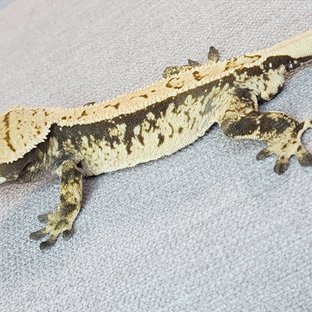 화이트스팟 트라이 익스트림할리퀸 화이트 화이트포트홀