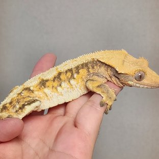 텐저린 트라이 익스트림할리퀸 옐로우