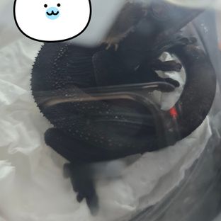 알티 챠콜