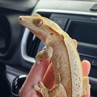 크림시클 크림 옐로우