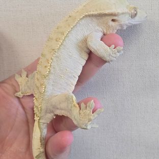 크림 크림시클 노멀 옐로우