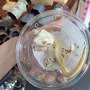 솔리드백 릴리화이트