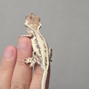 프라푸치노