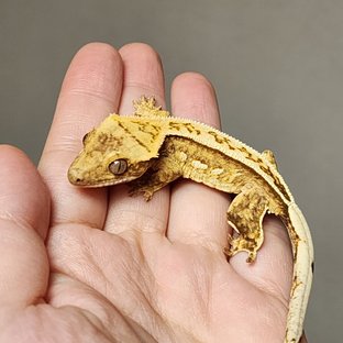 풀핀 크림 크림시클 옐로우