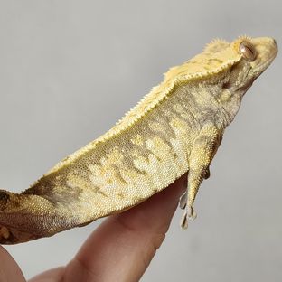 트라이 익스트림할리퀸