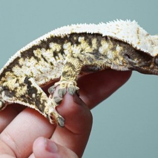 트라이 익스트림할리퀸 화이트스팟