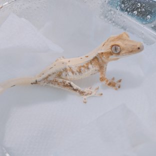 화이트릴리