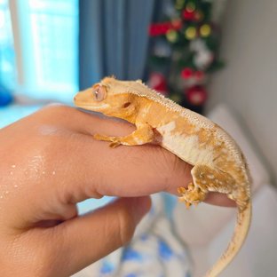 옐로우 트라이 릴리화이트