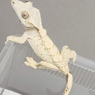 드리피 화이트스팟 화이트