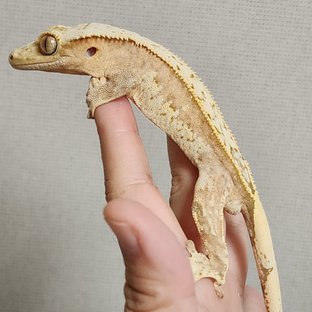 크림 크림시클 옐로우 화이트스팟