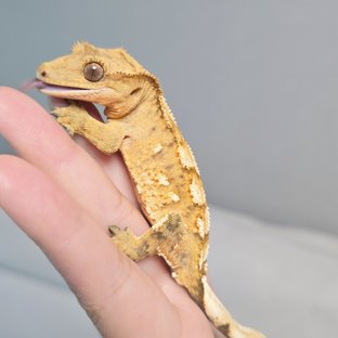 크림 크림시클 옐로우 화이트포트홀