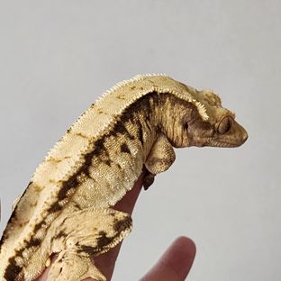 바브 트라이 익스트림할리퀸