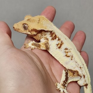 릴리화이트 트라이