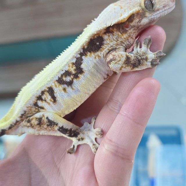 솔리드백 릴리화이트 트라이