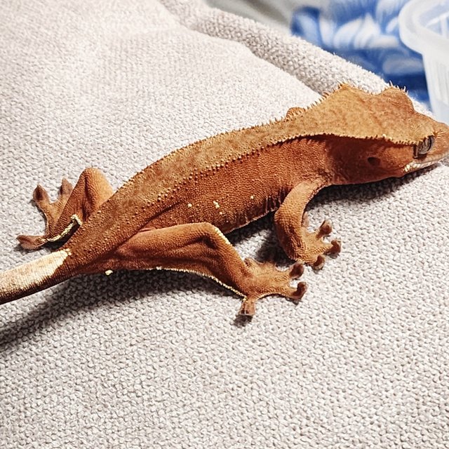 레드 바이 화이트포트홀