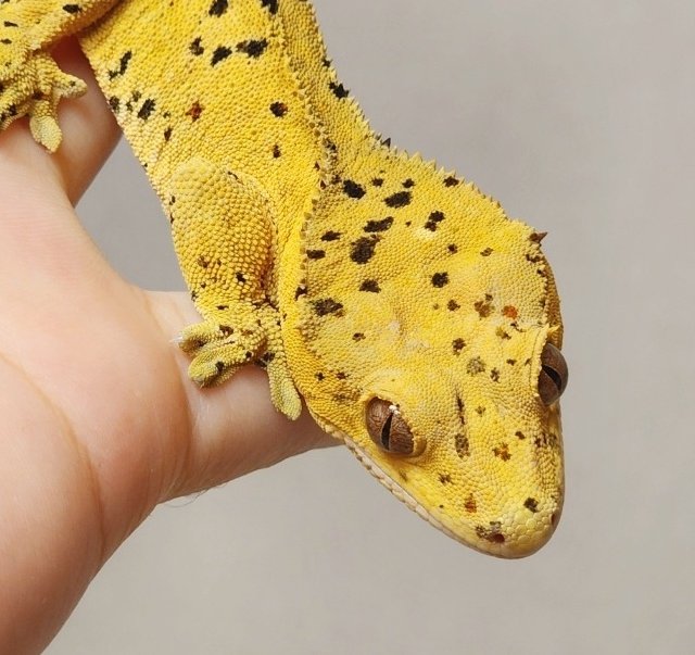 슈퍼달마시안 달마시안 옐로우 크림