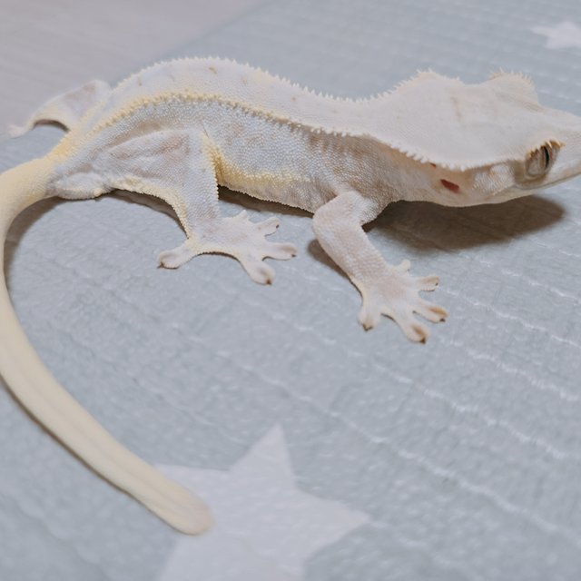 크림 크림시클 릴리화이트 옐로우