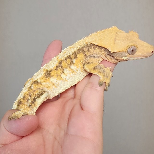 텐저린 트라이 익스트림할리퀸 옐로우