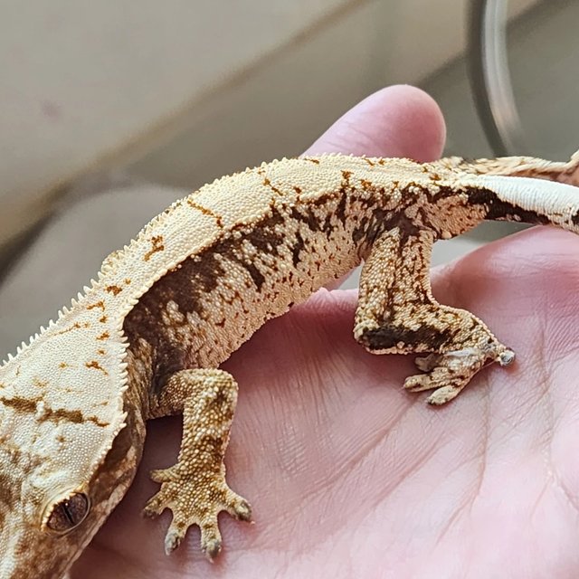 드리피 화이트스팟 화이트 노멀