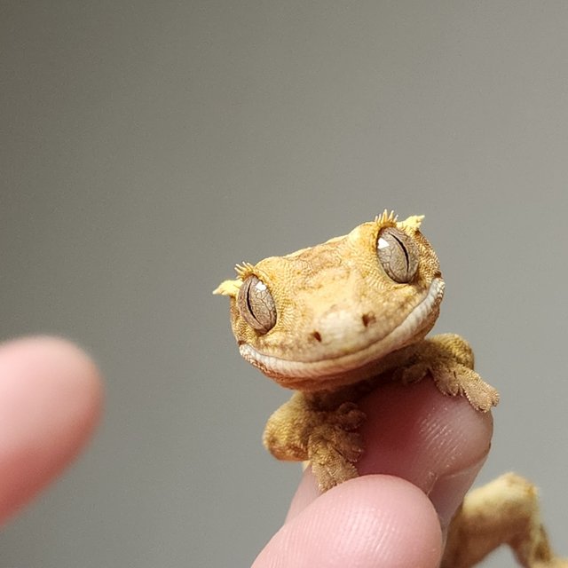 풀핀 크림 크림시클 옐로우