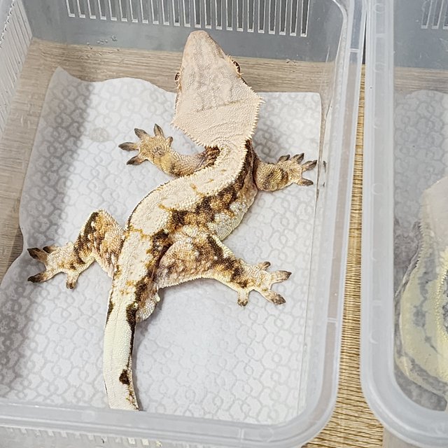 텐저린 노멀 옐로우