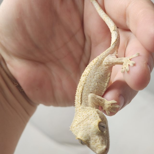 크림 옐로우 크림시클 팬텀