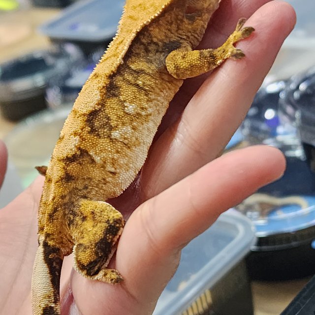 트라이 익스트림할리퀸 화이트스팟 옐로우